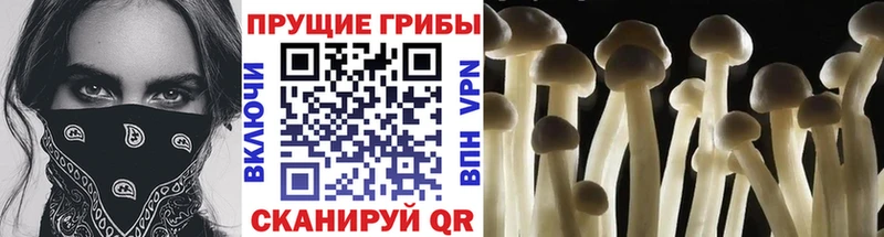 что такое   blacksprut вход  Галлюциногенные грибы ЛСД  Железногорск 